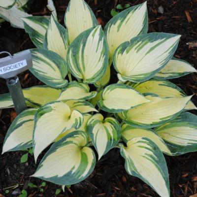 Hosta 'High Society'